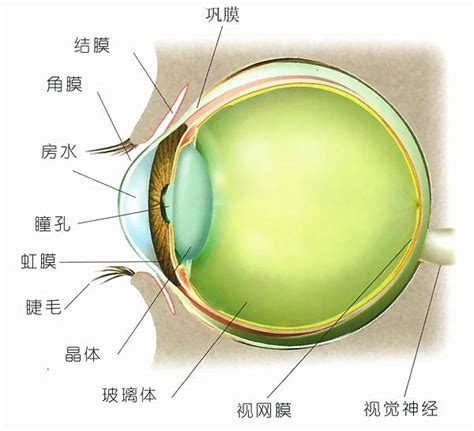 眼睛位置|爱眼护眼：眼睛结构示意图+构造详解